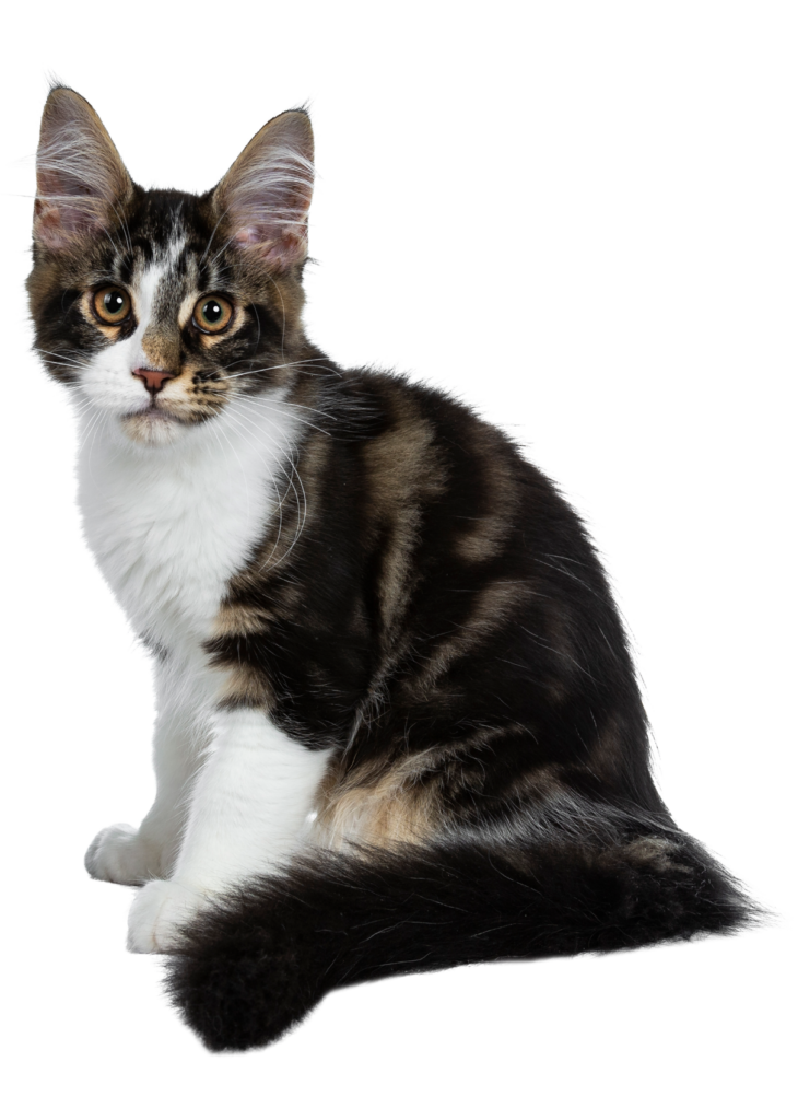 Holly Springs, NC Veterinary Hospital Holly Springs Veterinary Hospital