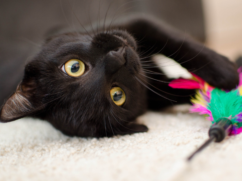 Holly Springs Veterinary Cat Boarding
