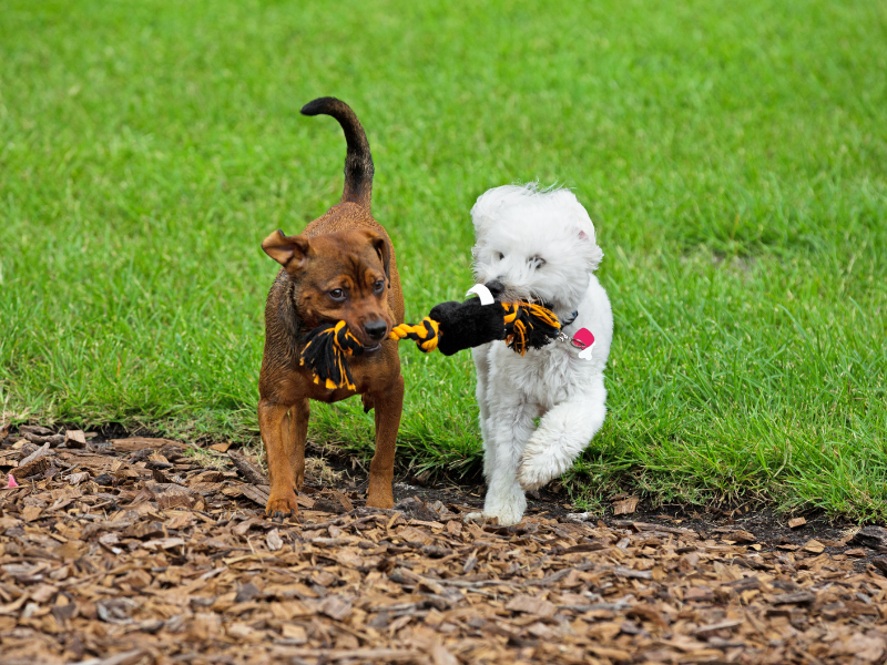 Holly Springs Veterinary Dog Boarding